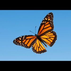 Meet your Posher, Missy